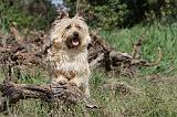 CAIRN TERRIER 174